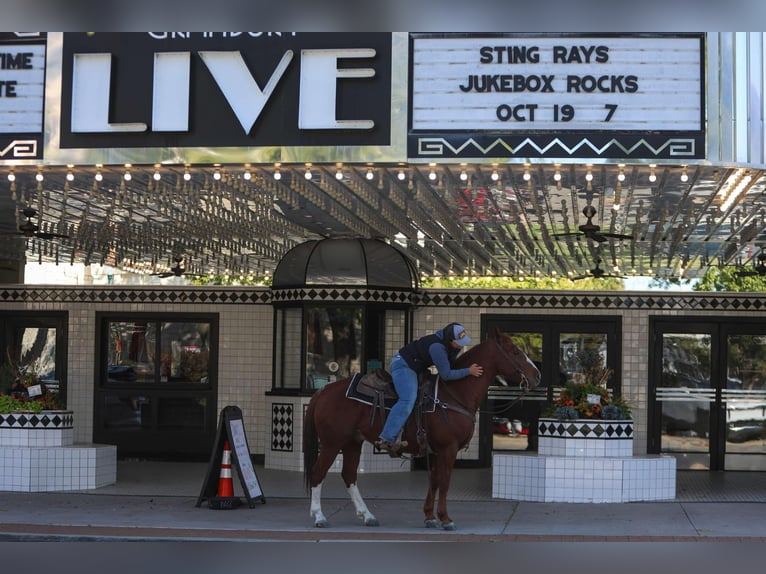 Quarter horse américain Hongre 10 Ans 147 cm Alezan brûlé in Granbury tx