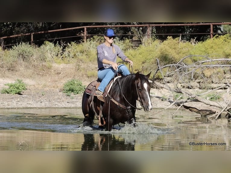 Quarter horse américain Hongre 10 Ans 147 cm Alezan brûlé in Weatherford TX