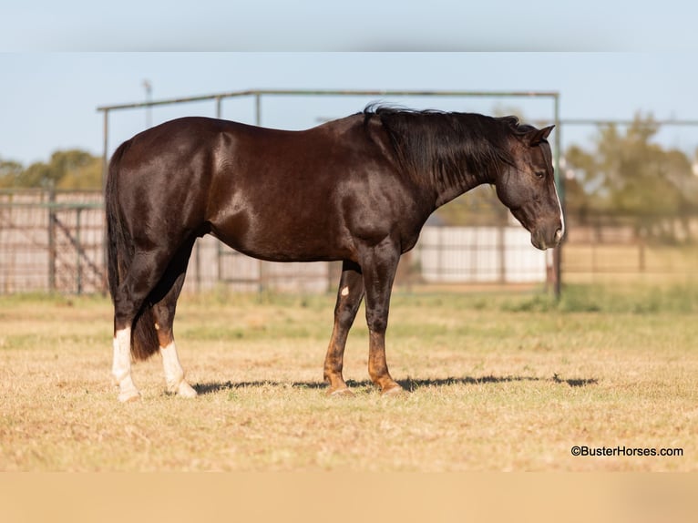 Quarter horse américain Hongre 10 Ans 147 cm Alezan brûlé in Weatherford TX