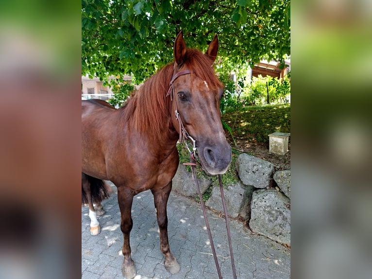 Quarter horse américain Croisé Hongre 10 Ans 147 cm Alezan brûlé in Hosenruck