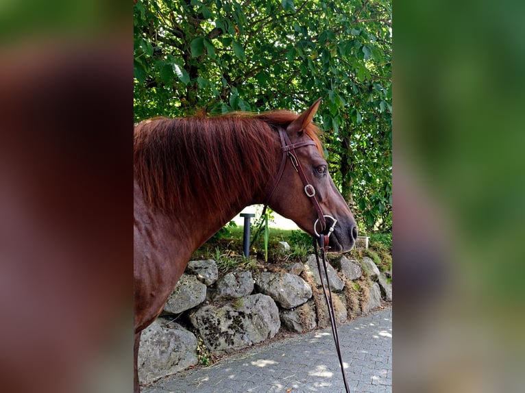 Quarter horse américain Croisé Hongre 10 Ans 147 cm Alezan brûlé in Hosenruck