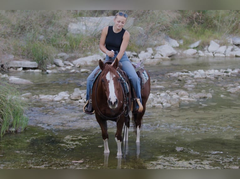 Quarter horse américain Hongre 10 Ans 147 cm Alezan cuivré in Mineral Wells