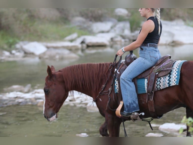 Quarter horse américain Hongre 10 Ans 147 cm Alezan cuivré in Mineral Wells