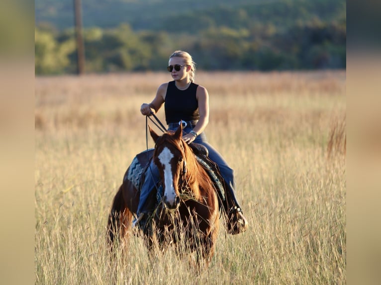 Quarter horse américain Hongre 10 Ans 147 cm Alezan cuivré in Mineral Wells