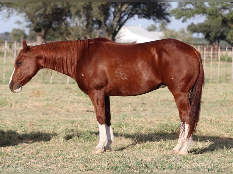 Quarter horse américain Hongre 10 Ans 147 cm Alezan cuivré in Mineral Wells