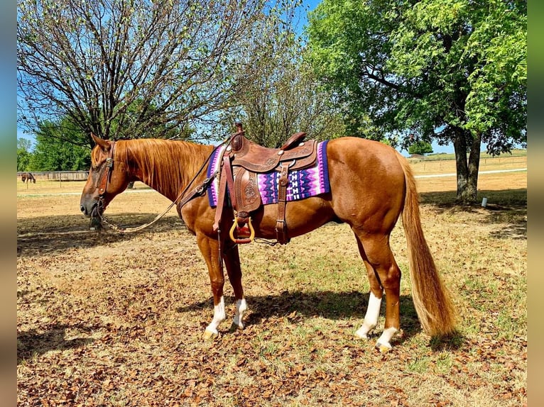 Quarter horse américain Croisé Hongre 10 Ans 147 cm Alezan cuivré in Westworth Village, TX