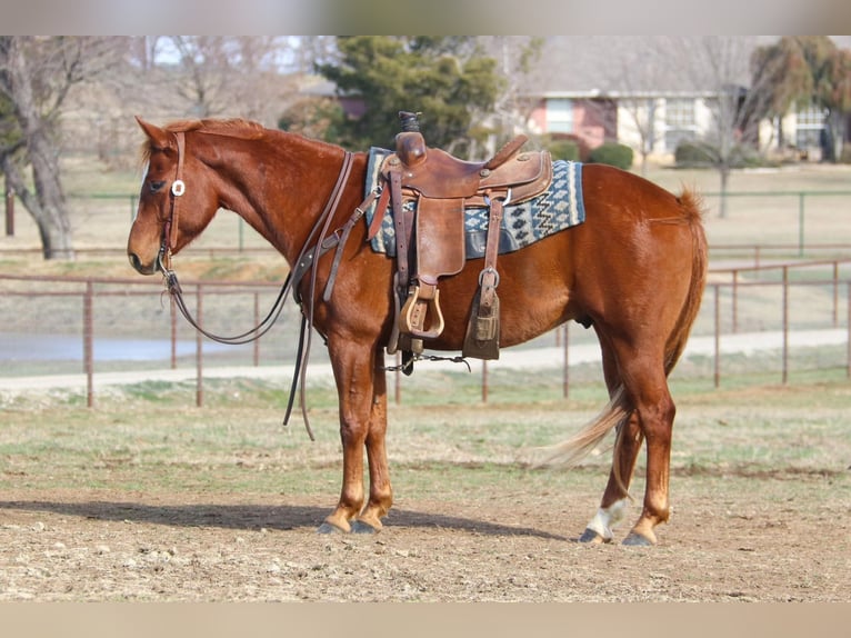 Quarter horse américain Hongre 10 Ans 147 cm Alezan cuivré in Cleburne TX