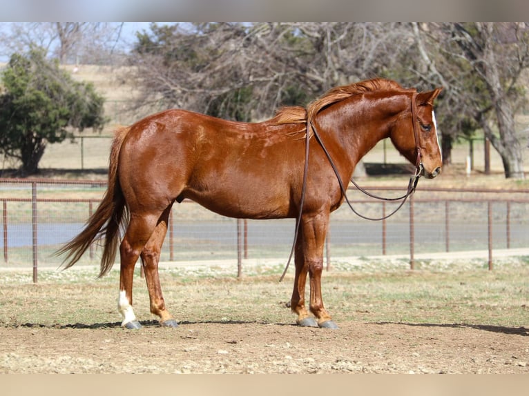 Quarter horse américain Hongre 10 Ans 147 cm Alezan cuivré in Cleburne TX