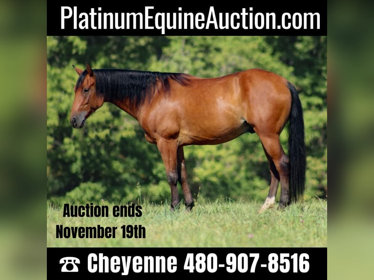 Quarter horse américain Hongre 10 Ans 147 cm Bai cerise in Stephenville Tx