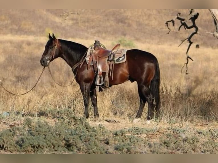 Quarter horse américain Hongre 10 Ans 147 cm Bai cerise in El Paso TX