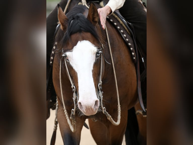 Quarter horse américain Hongre 10 Ans 147 cm Bai in Fladungen