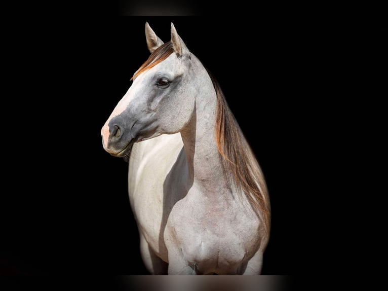 Quarter horse américain Hongre 10 Ans 147 cm Gris in Weatherford TX