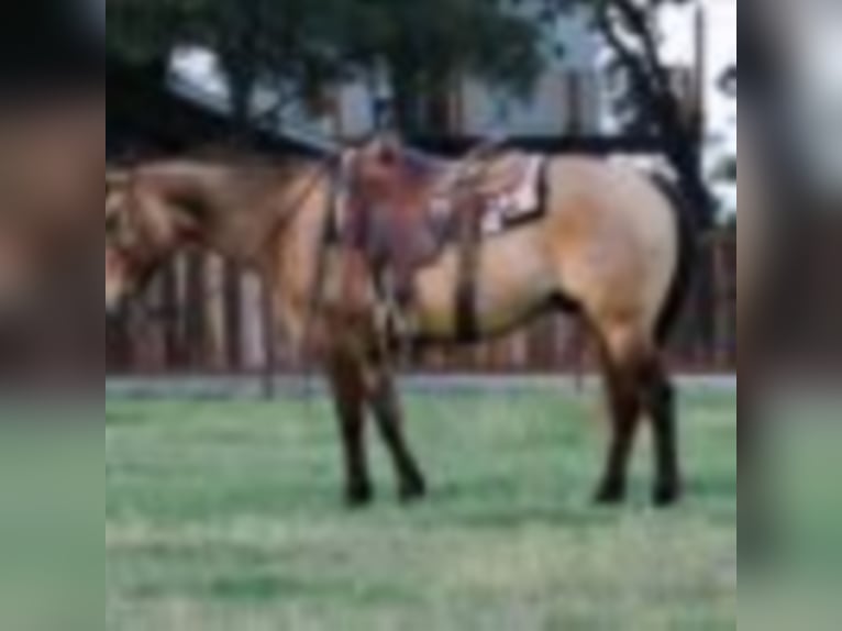 Quarter horse américain Hongre 10 Ans 147 cm Grullo in Waco TX