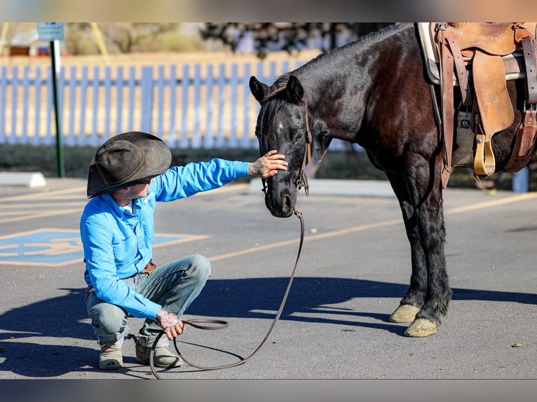 Quarter horse américain Hongre 10 Ans 147 cm Noir in Camp Verde AZ