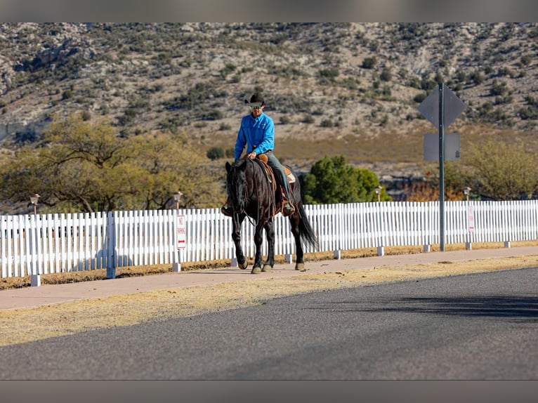 Quarter horse américain Hongre 10 Ans 147 cm Noir in Camp Verde AZ