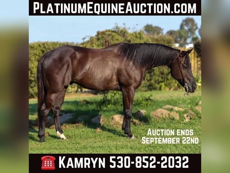 Quarter horse américain Hongre 10 Ans 147 cm Noir in Pleasant Grove CA