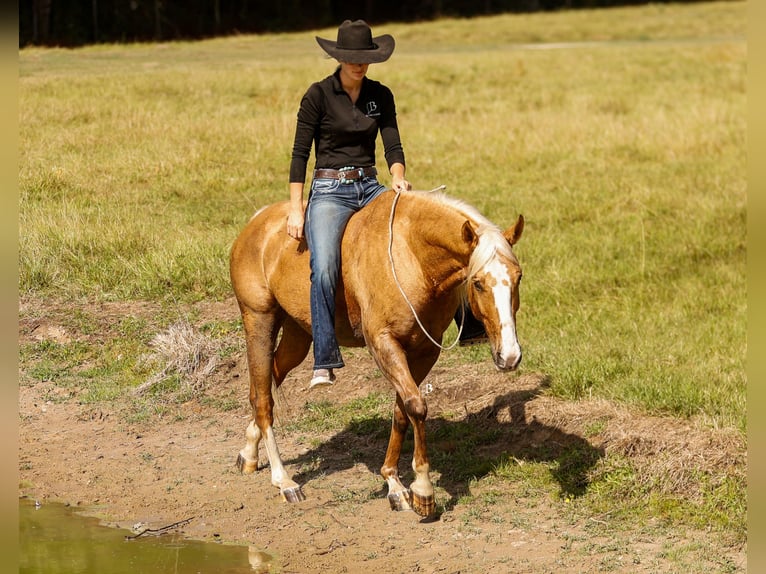 Quarter horse américain Hongre 10 Ans 147 cm Palomino in Troy