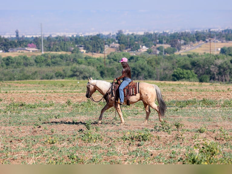 Quarter horse américain Hongre 10 Ans 147 cm Palomino in Norco