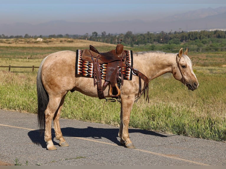 Quarter horse américain Hongre 10 Ans 147 cm Palomino in Norco