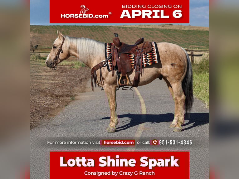 Quarter horse américain Hongre 10 Ans 147 cm Palomino in Norco