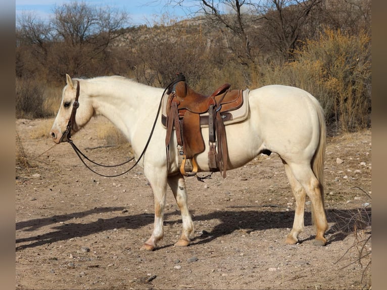 Quarter horse américain Hongre 10 Ans 147 cm Palomino in Camp Verde AZ