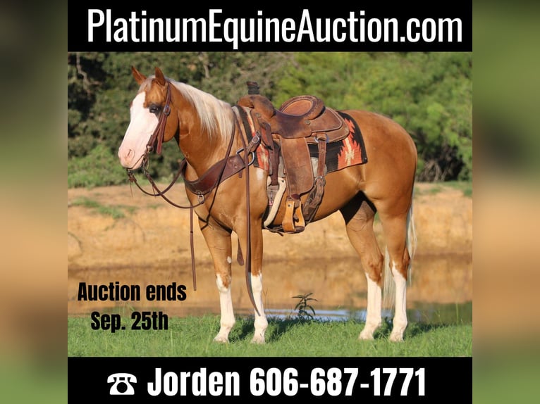 Quarter horse américain Hongre 10 Ans 147 cm Palomino in Cleburne tx