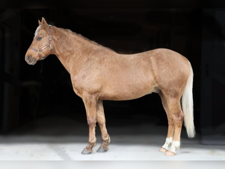 Quarter horse américain Hongre 10 Ans 147 cm Palomino in Howell, MI