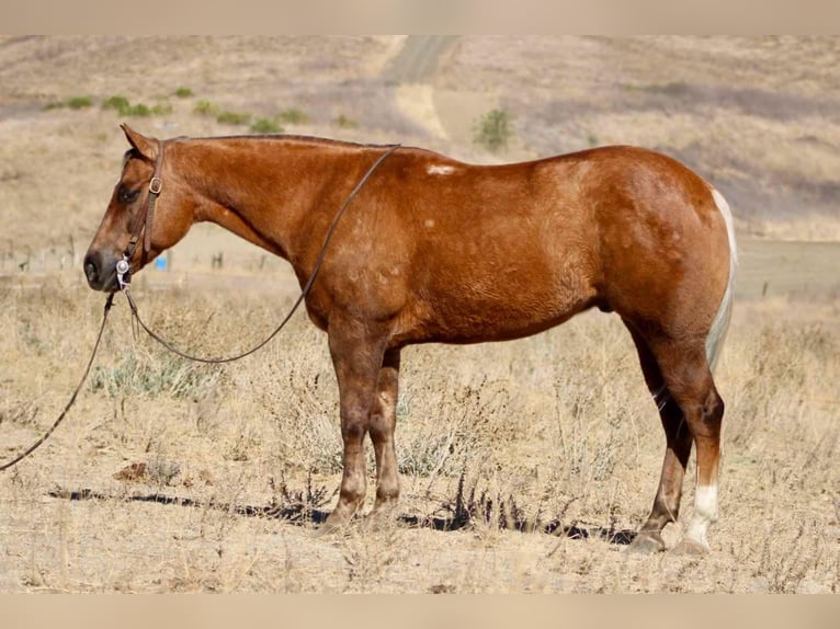 Quarter horse américain Hongre 10 Ans 147 cm Palomino in Paicines CA