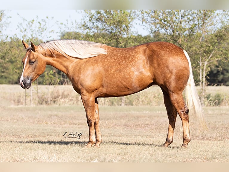 Quarter horse américain Hongre 10 Ans 147 cm Palomino in Ravenna, TX