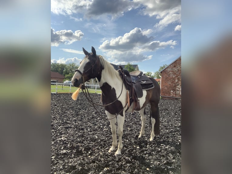 Quarter horse américain Croisé Hongre 10 Ans 147 cm Pinto in Spremberg