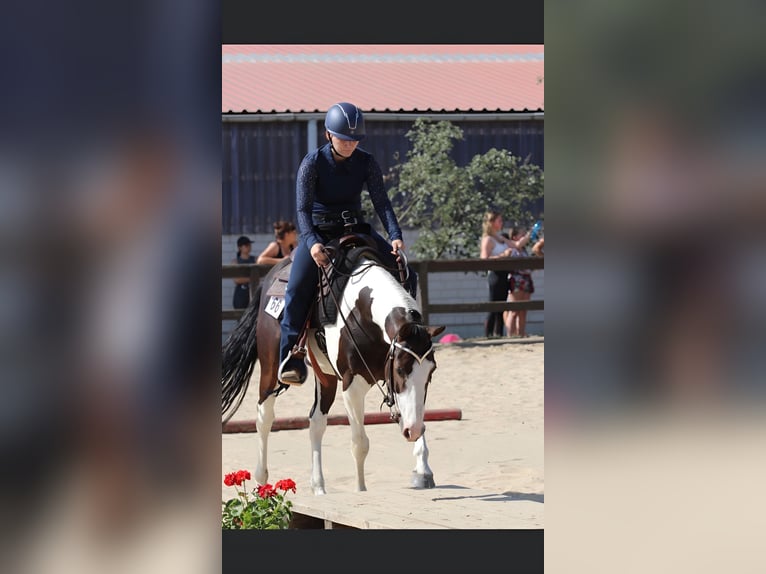 Quarter horse américain Croisé Hongre 10 Ans 147 cm Pinto in Spremberg