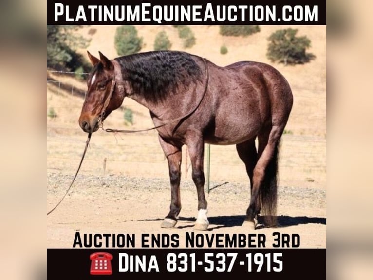 Quarter horse américain Hongre 10 Ans 147 cm Rouan Rouge in Paicines CA