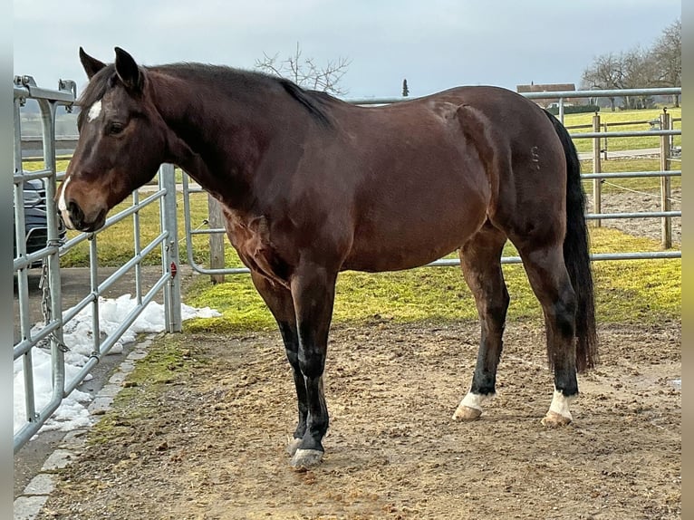 Quarter horse américain Hongre 10 Ans 149 cm Bai brun in Walliswil b. Niederbipp