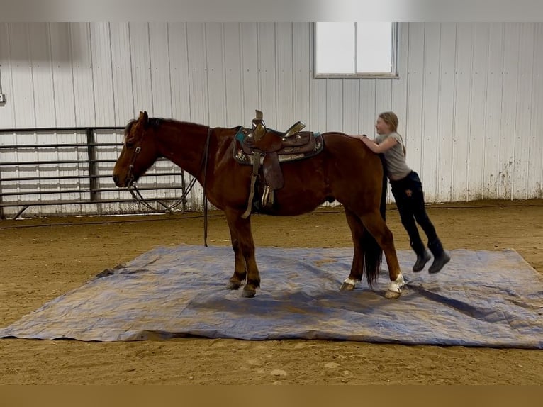 Quarter horse américain Hongre 10 Ans 150 cm Alezan brûlé in Cannon Falls, MN