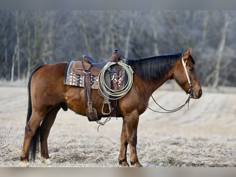 Quarter horse américain Hongre 10 Ans 150 cm Alezan brûlé in Cannon Falls, MN