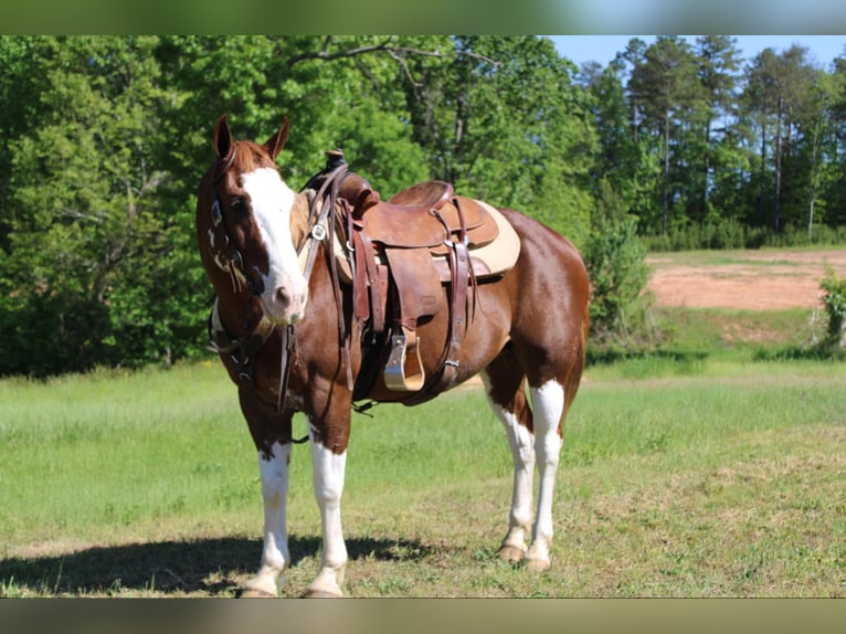 Quarter horse américain Hongre 10 Ans 150 cm Alezan brûlé in Cherryville NC