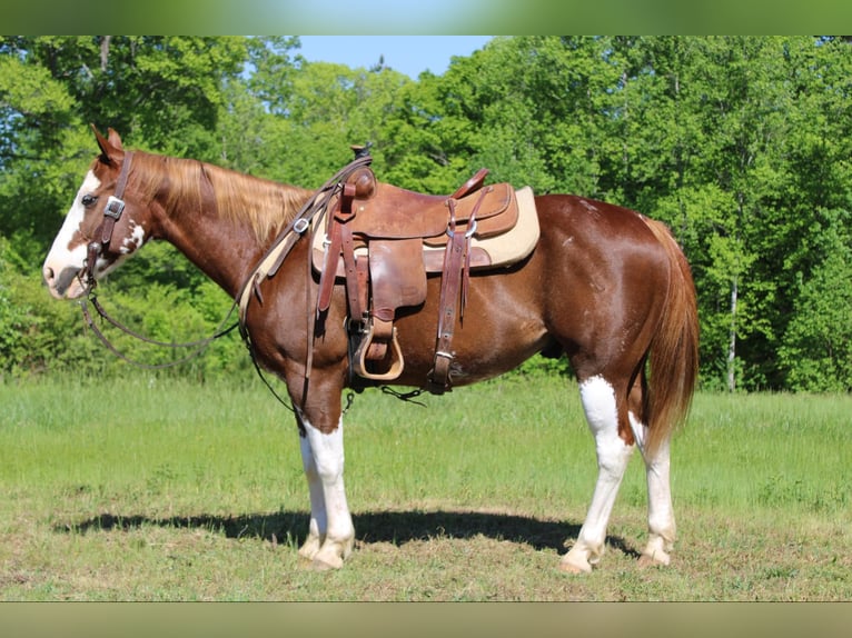 Quarter horse américain Hongre 10 Ans 150 cm Alezan brûlé in Cherryville NC