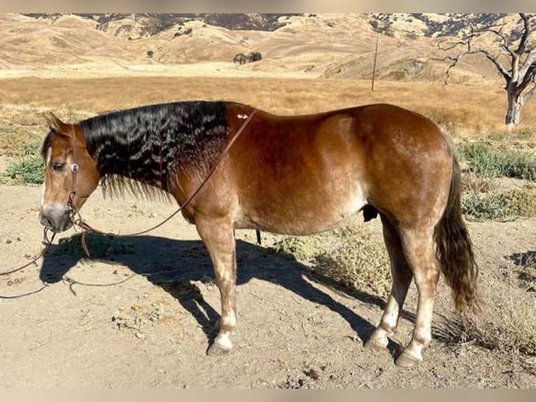 Quarter horse américain Hongre 10 Ans 150 cm Alezan brûlé in Paicine, CA