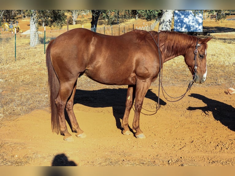 Quarter horse américain Hongre 10 Ans 150 cm Alezan brûlé in Valley Springs CA
