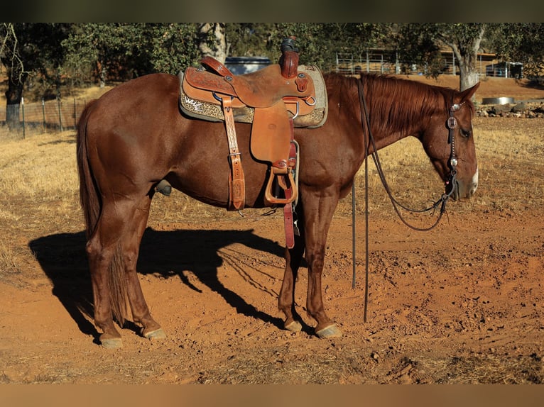 Quarter horse américain Hongre 10 Ans 150 cm Alezan brûlé in Valley Springs CA