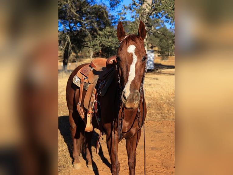 Quarter horse américain Hongre 10 Ans 150 cm Alezan brûlé in Valley Springs CA
