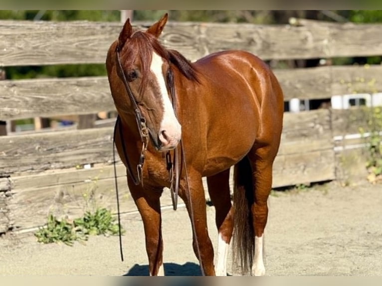 Quarter horse américain Hongre 10 Ans 150 cm Alezan cuivré in King City