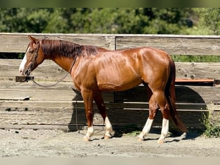 Quarter horse américain Hongre 10 Ans 150 cm Alezan cuivré in King City