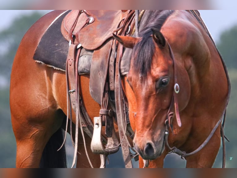 Quarter horse américain Hongre 10 Ans 150 cm Bai cerise in Carthage, TX