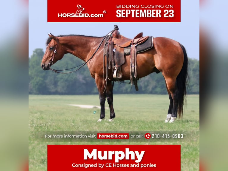 Quarter horse américain Hongre 10 Ans 150 cm Bai cerise in Carthage, TX