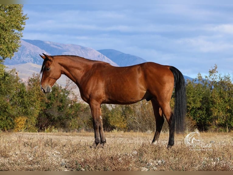 Quarter horse américain Hongre 10 Ans 150 cm Bai cerise in Cody, WY