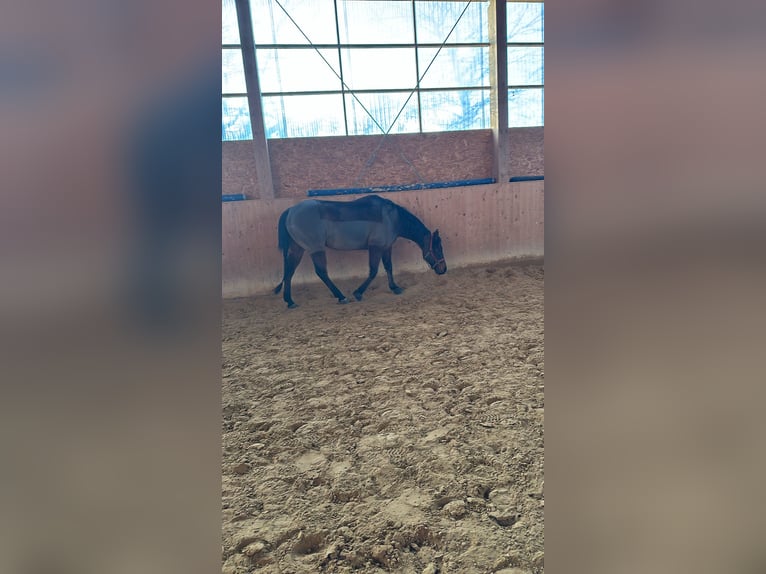 Quarter horse américain Hongre 10 Ans 150 cm Bai in Ilfeld