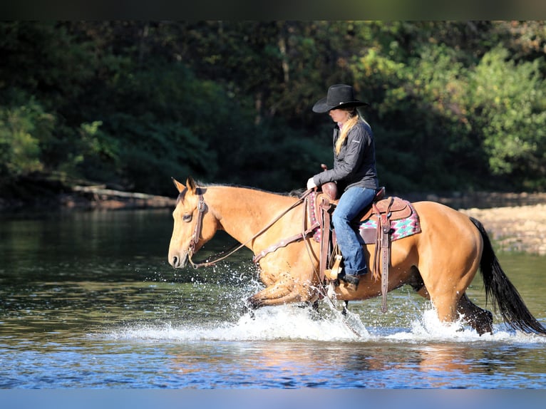 Quarter horse américain Hongre 10 Ans 150 cm Buckskin in Clarion