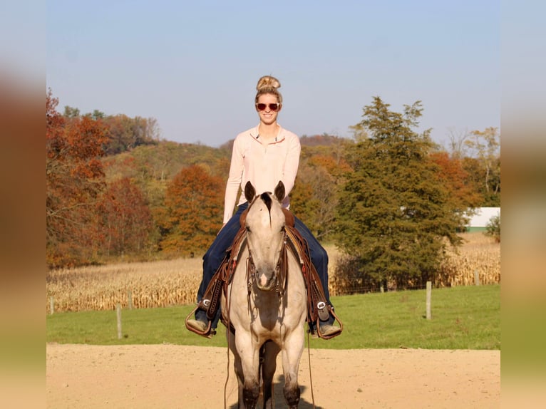 Quarter horse américain Hongre 10 Ans 150 cm Buckskin in Beaver Springs