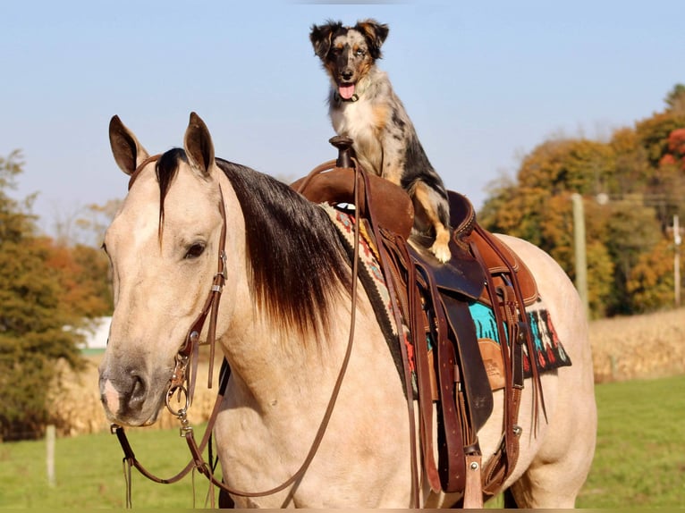 Quarter horse américain Hongre 10 Ans 150 cm Buckskin in Beaver Springs